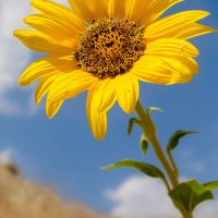 Send Summer Flowers