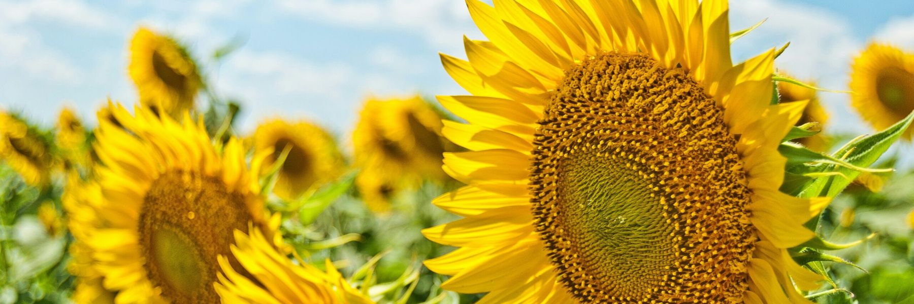 Send Summer flowers