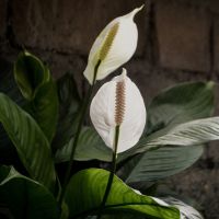 Shop our plants collection